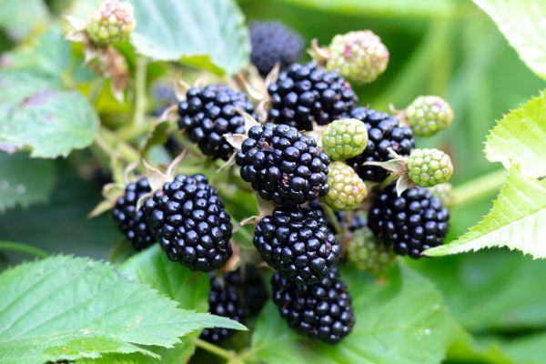 Blackberry Bush Removal in Bozeman