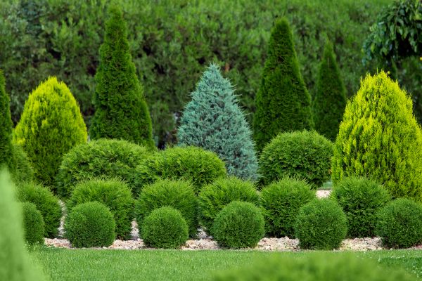 Bush Shaping Service in Bozeman