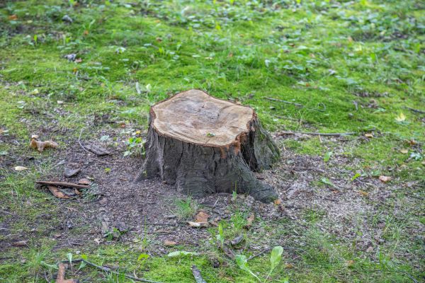 Bush Stump Removal in Bozeman