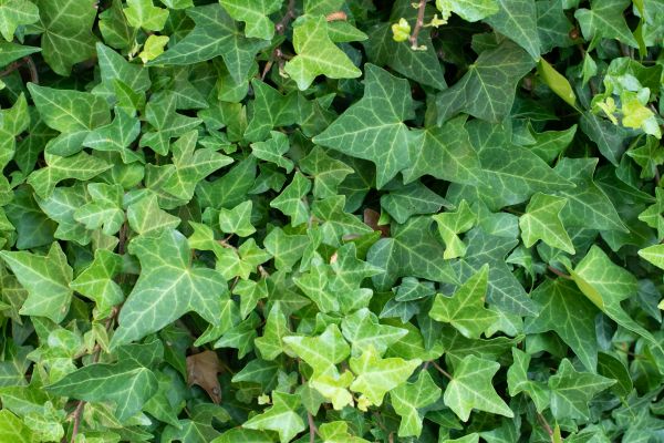 English Ivy Removal in Bozeman