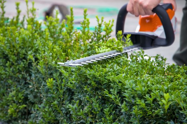 Hedge Pruning in Bozeman