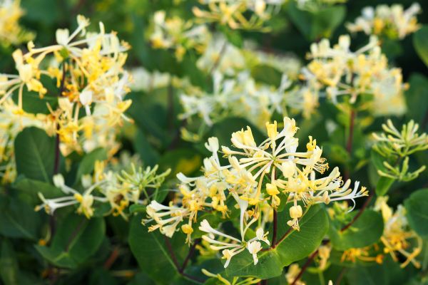 Honeysuckle Removal in Bozeman