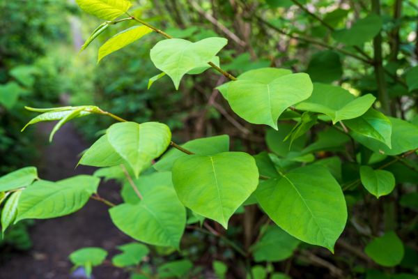 Invasive Plant Removal in Bozeman