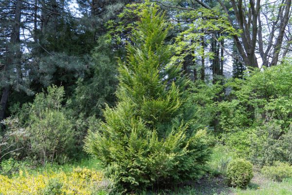 Juniper Pruning in Bozeman