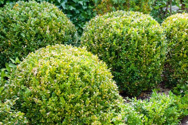 Landscape Trimming Service in Bozeman