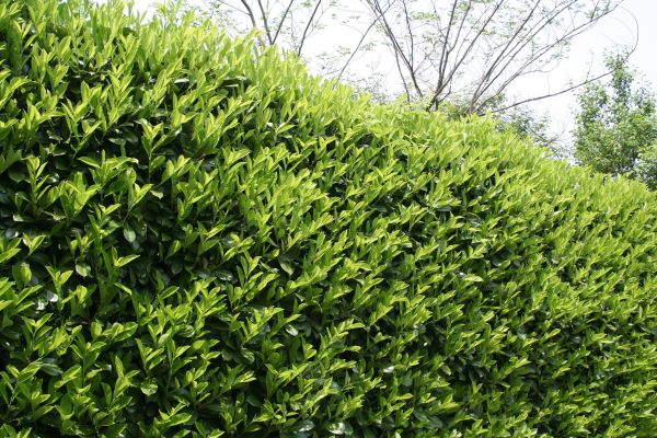 Laurel Removal in Bozeman