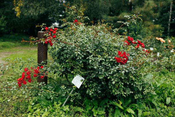 Rose Bush Removal in Bozeman