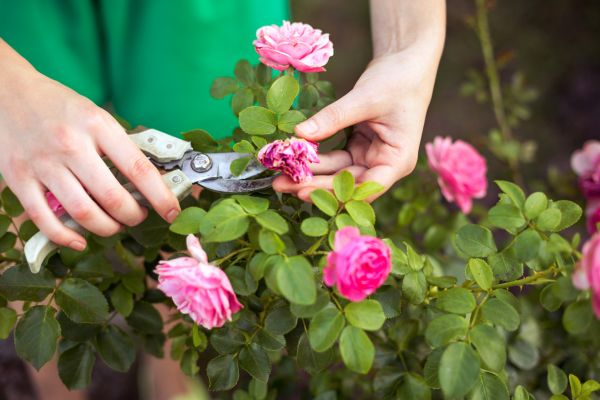 Rose Trimming in Bozeman