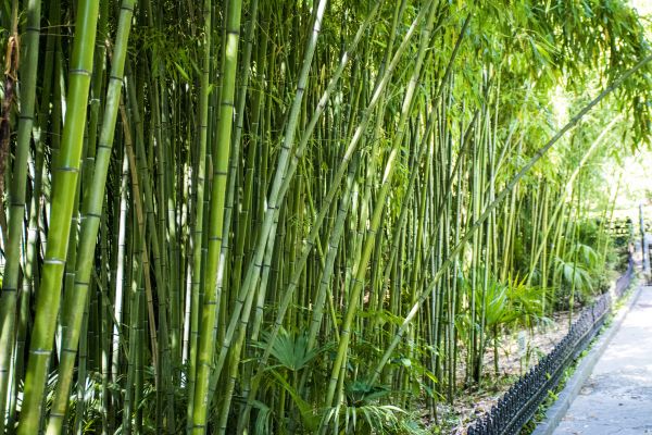 Bamboo Root Removal in Bozeman