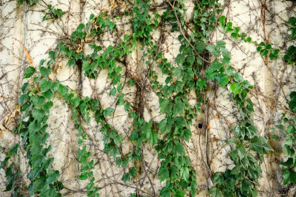 Vine Removal Service in Bozeman