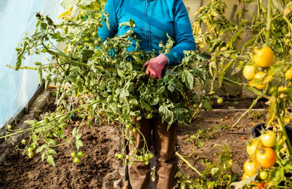 Garden Plant Removal in Bozeman