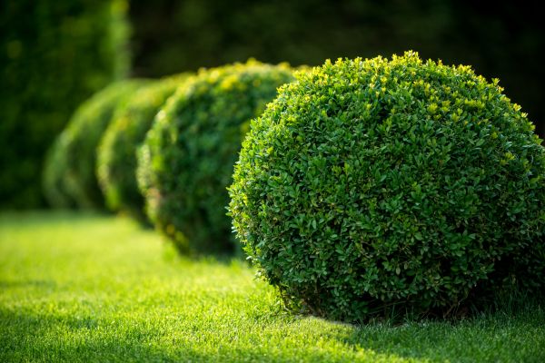 Bush Pruning in Bozeman