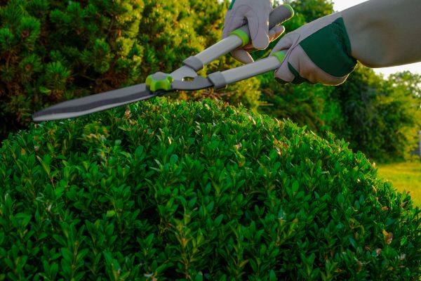 Topiary Shearing in Bozeman