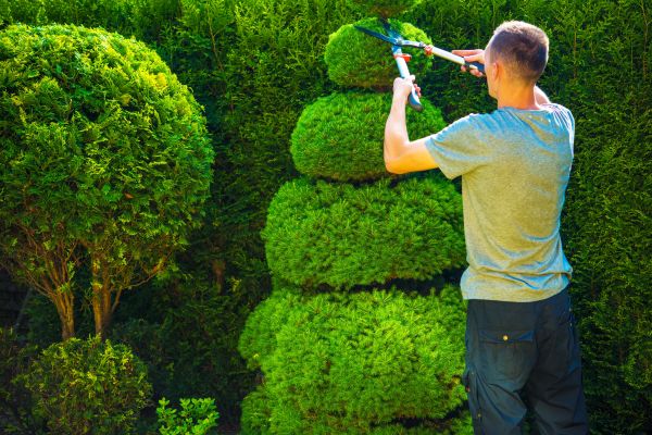 Topiary Shaping in Bozeman