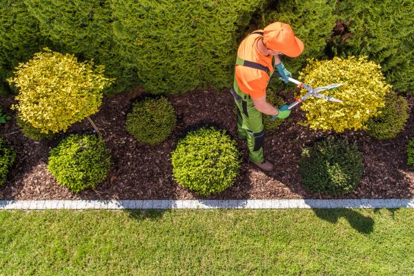 Topiary Trimming in Bozeman