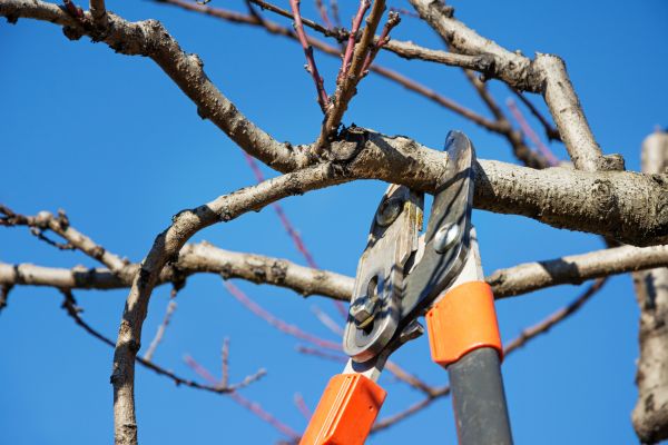 Selective Pruning in Bozeman