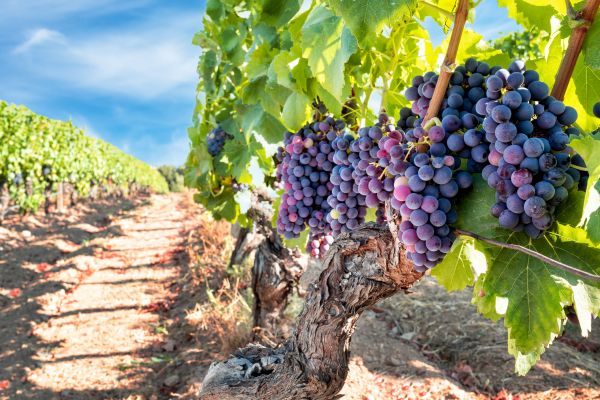 Grapevine Pruning in Bozeman