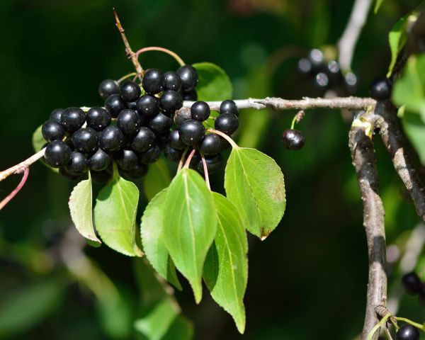 Buckthorn Removal in Bozeman