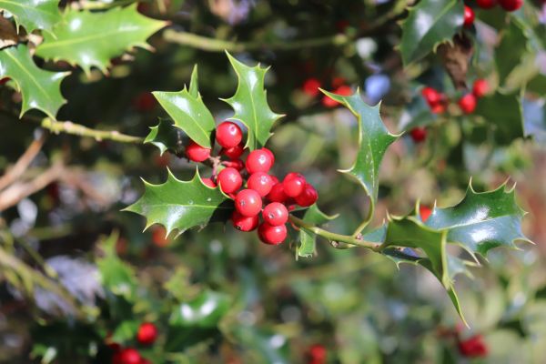 Holly Tree Trimming in Bozeman