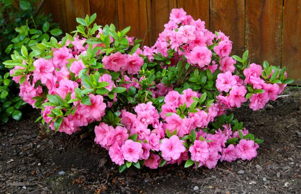 Azaleas Removal in Bozeman