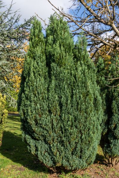 Juniper Trimming in Bozeman