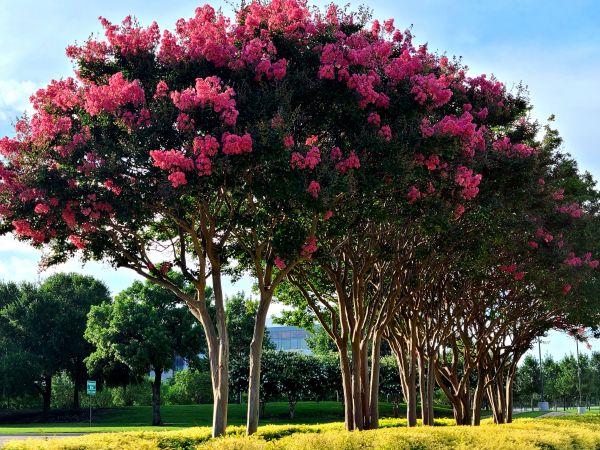 Crepe Myrtle Pruning in Bozeman