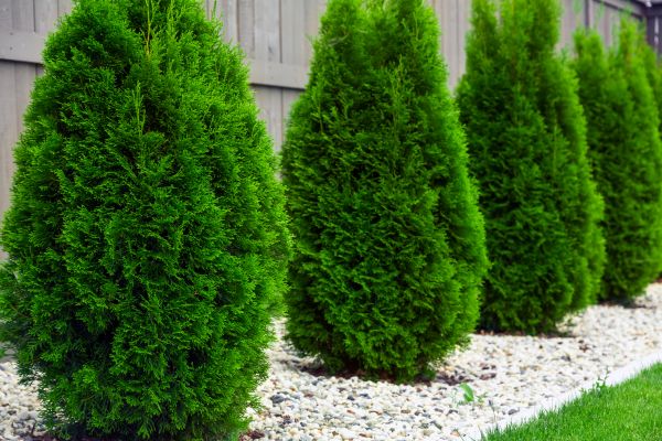 Arborvitae Pruning in Bozeman
