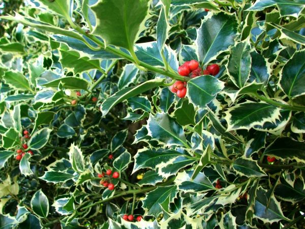 Holly Bushes Trimming in Bozeman