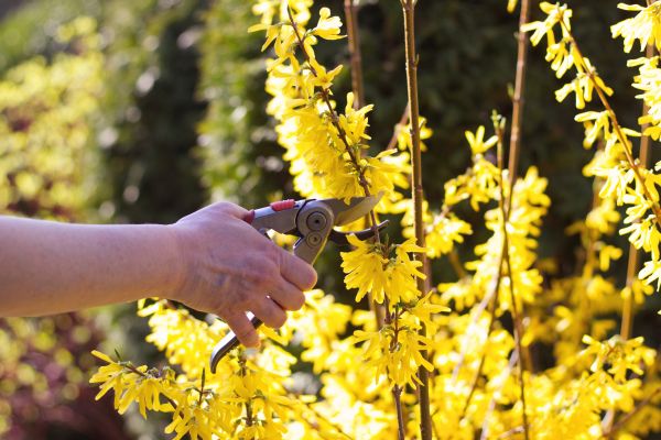 Forsythia Pruning in Bozeman