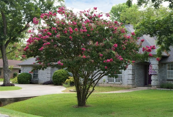 Crepe Myrtle Trimming in Bozeman