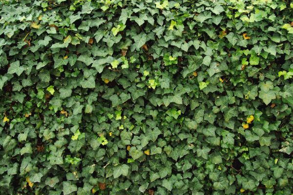 Ivy Pruning service in Bozeman