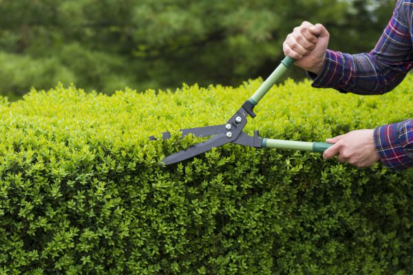 Evergreen Shrub Pruning in Bozeman