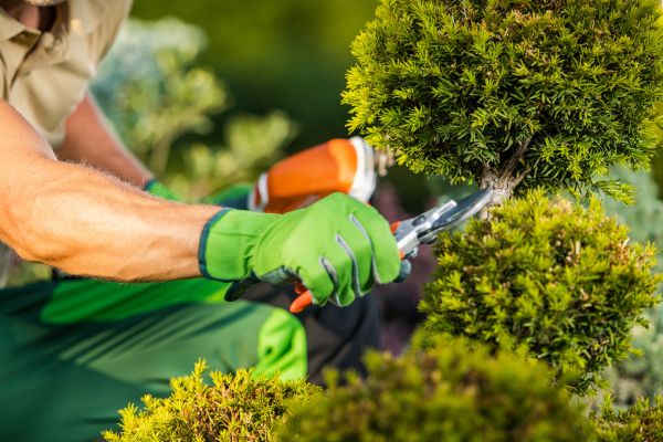 Landscape Pruning Service in Bozeman