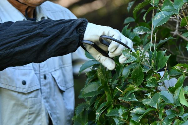 Holly Pruning in Bozeman