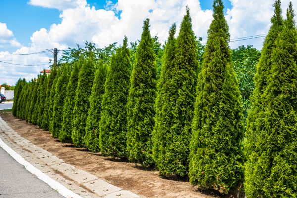 Arborvitae Shearing in Bozeman
