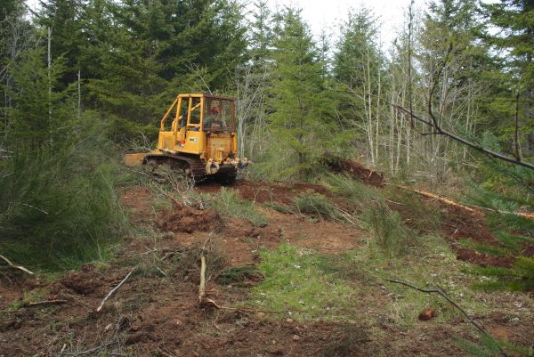 Shrubbery Clearing in Bozeman