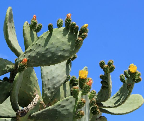 Cactus Removal in Bozeman
