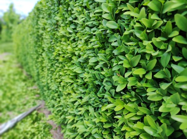 Boxwood Pruning in Bozeman