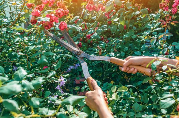 Knockout Roses Pruning in Bozeman