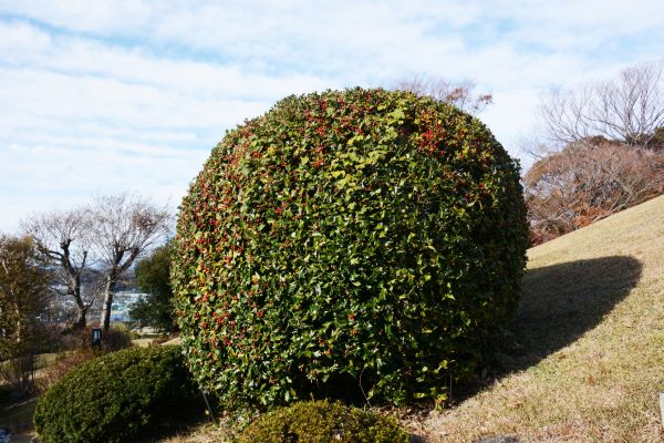 Holly Shrub Pruning in Bozeman
