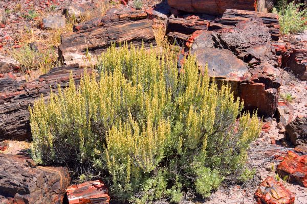 Sagebrush Removal in Bozeman