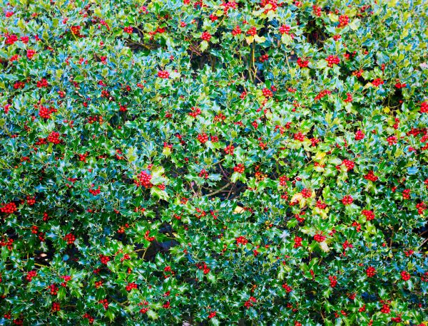 Holly Bush Removal in Bozeman