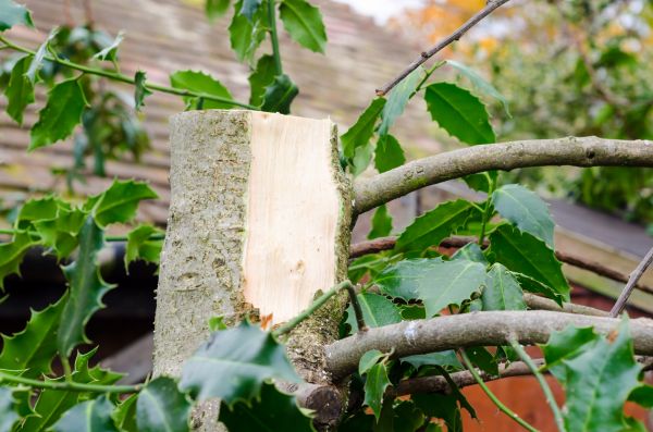 Holly Tree Removal in Bozeman