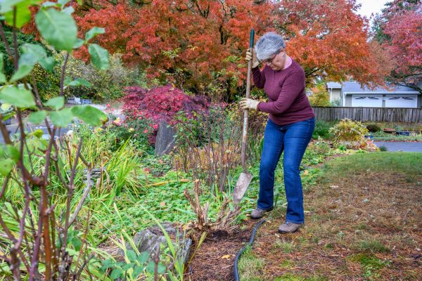 Dead Bush Removal in Bozeman