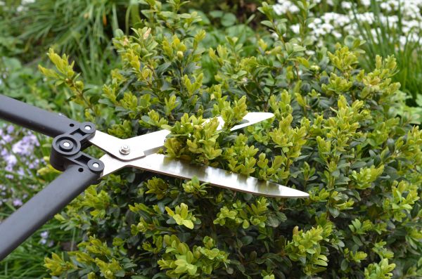 Boxwood Trimming in Bozeman