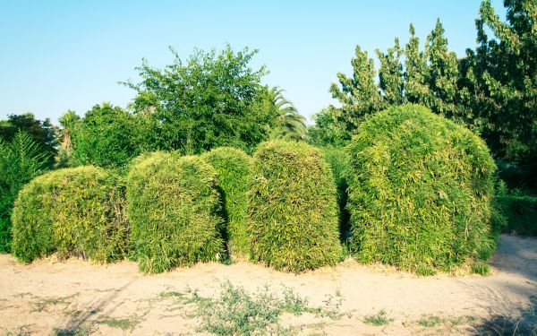 Bamboo Hedge Removal in Bozeman