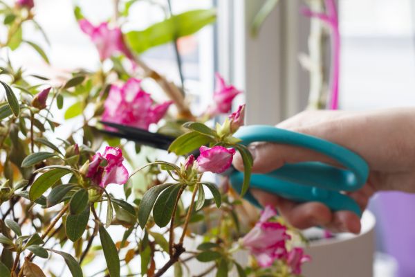 Azalea Pruning in Bozeman