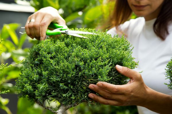 Juniper Shrub Pruning in Bozeman