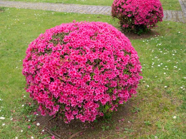 Rhododendron Pruning in Bozeman