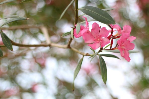 Oleander Removal in Bozeman